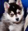 Blue Eyes Pomsky Puppies Looking Family