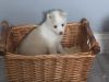 Amazing Female Pomsky Puppy for Re Homing