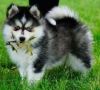 Cute Pomsky puppies available