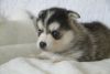 Pomsky Puppies Available Now Very Cute And Lovely For Sale