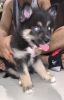 Pomsky Puppies for Sale!!