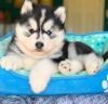 Huskies and Pomskies with papers