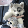 Healthy Male and Female Pomsky puppies