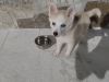 Handsome Pomsky Puppy for Sale - $1,800