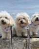 poodle puppies with cute breed