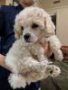 Small toy large miniature poodle shihpoo Poozu pups