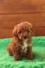 Purebreed Toy Poodle puppies for adoption