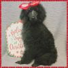 Adorable Standard Poodle Puppies