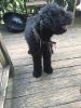 Poodle 16month old