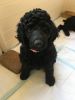 AKC embark tested standard poodle puppies