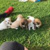 cute dogs mix