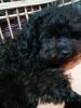 Toy Poodle