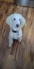 Female Standard Poodle Puppy
