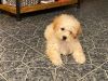 Cute toy poodle 3 months old pure breed