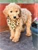 Sweet Poodle Puppy Looing for new home
