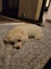 Toy poodle 2years old girl