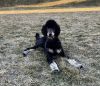 AKC Phantom Poodle-Rehome (Proven Intact Stud)