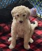 Female standard poodle puppy