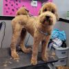 Two CkC Male Purebred Poodle for Stud Service
