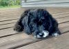 Bella - Cute Beagle/Poodle puppy