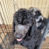 AKC standard poodle puppies for sale