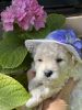 AKC toy poodle puppies