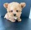 Purebred Poodle Puppies Text
