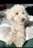 Toy poodle in south Florida
