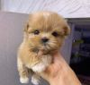 Toy Poodle Puppies for sale