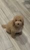 Teddy; The Toy Poodle