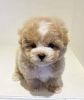 TEDDY BEAR FACE TOY POODLE PUPPIES