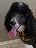 Standard Poodle Needs New Home