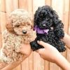 Beautiful Toy Poodle puppies for good home
