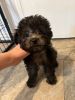 Playful toy poodle