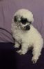 CKC party toy poodle little boy seven weeks, so located in monteval