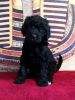 Meet Aperel Tut Standard Poodle Puppy