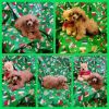 Toy Poodles male and female