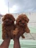 Top quality dark Apricot colour poodle puppies available