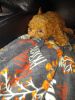 Palbo Cute Aprocot Toy Poodle Male 3mo.