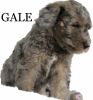 AKC abstract merle standard poodle-male