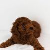 Toy Poodle puppy for sale in Hyderabad at the best price - Breed n Bre