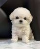 Buy Health-certified Toy Poodle Puppies in Hyderabad at the best price