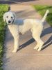 Intact standard Poodle