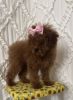 Akc Red Toy Poodle