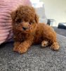 Lovely Poodle Puppies