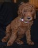 RED AKC STANDARD POODLE PUPS ARE READY TO GO NOW