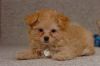 Toy Poodle Puppies for sale