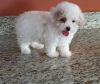 Toy Poodle male puppy