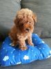 Female Red Tiny Toy Poodle