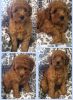 Well Trained Gorgeous Poodle Puppies Available